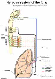 Lung innervation