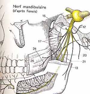 images/mandibule1.jpg (50939 octets)